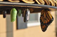 Emerging From The Cocoon by Kezia Calvert
