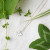 Aralia Leaf Pendant