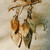 Autumn Birch 3 Leaf Drop Earrings, Michael Michaud, tomfoolery