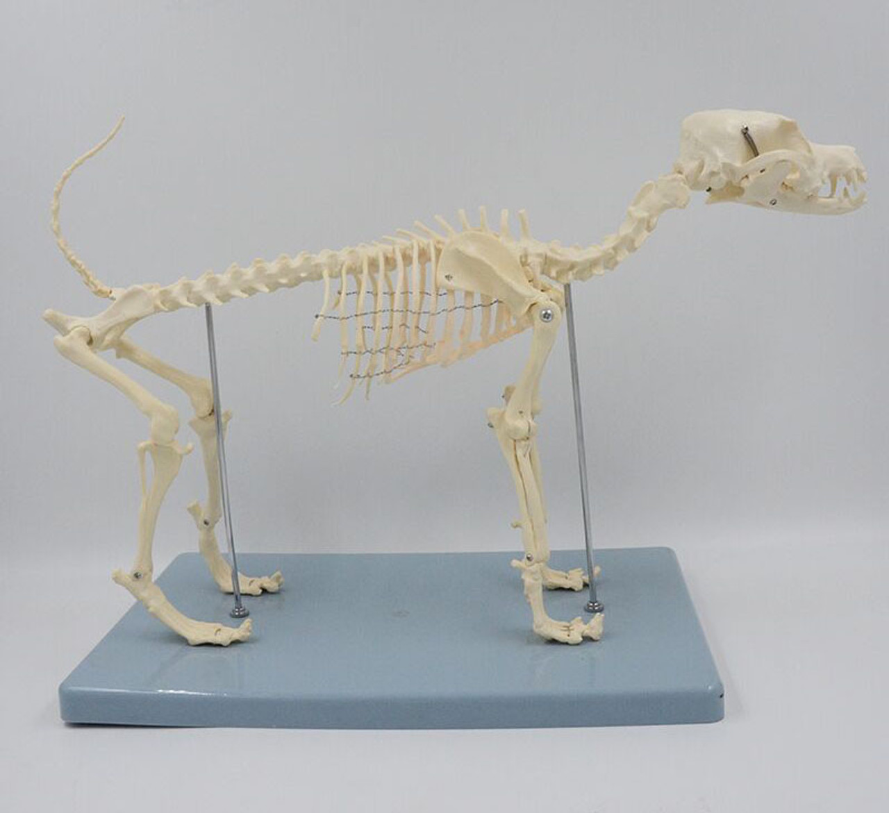 Small Dog Skeleton Model