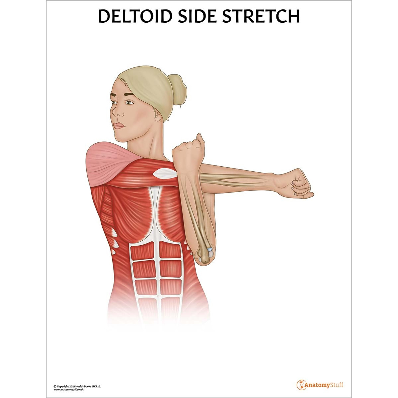 Deltoid Side Stretch Chart Stretching Anatomy Poster Fitness Exercise