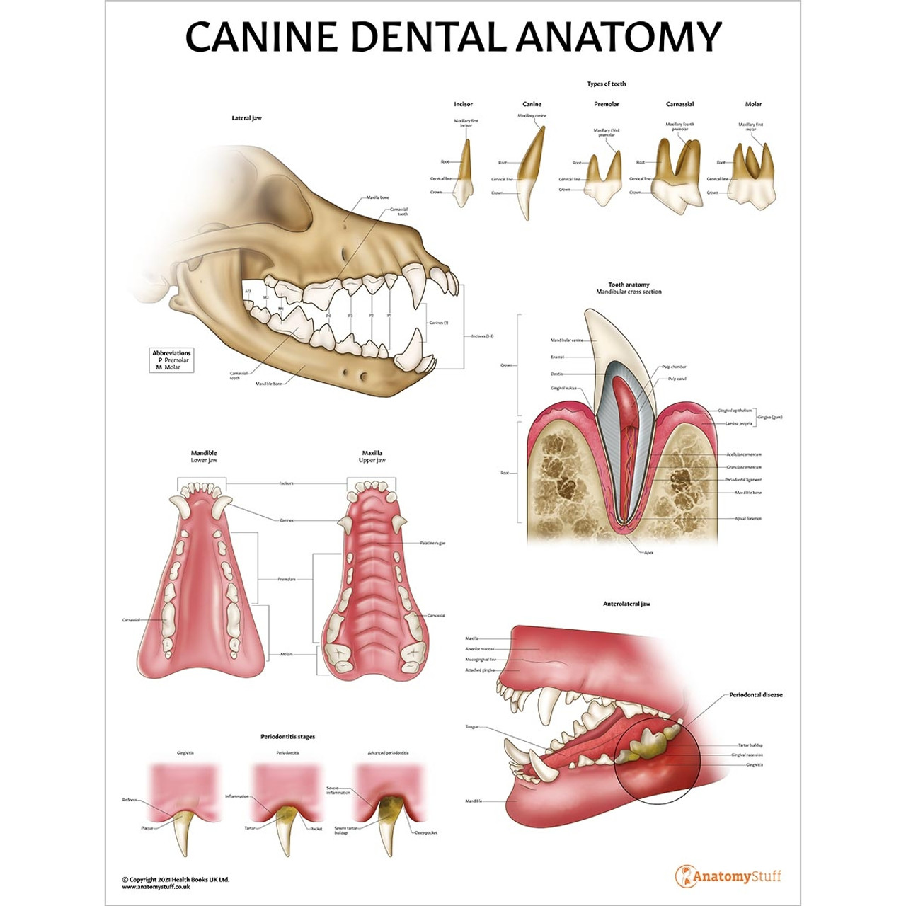 Canine Dental Anatomy Chart Dog Teeth Jaw Poster