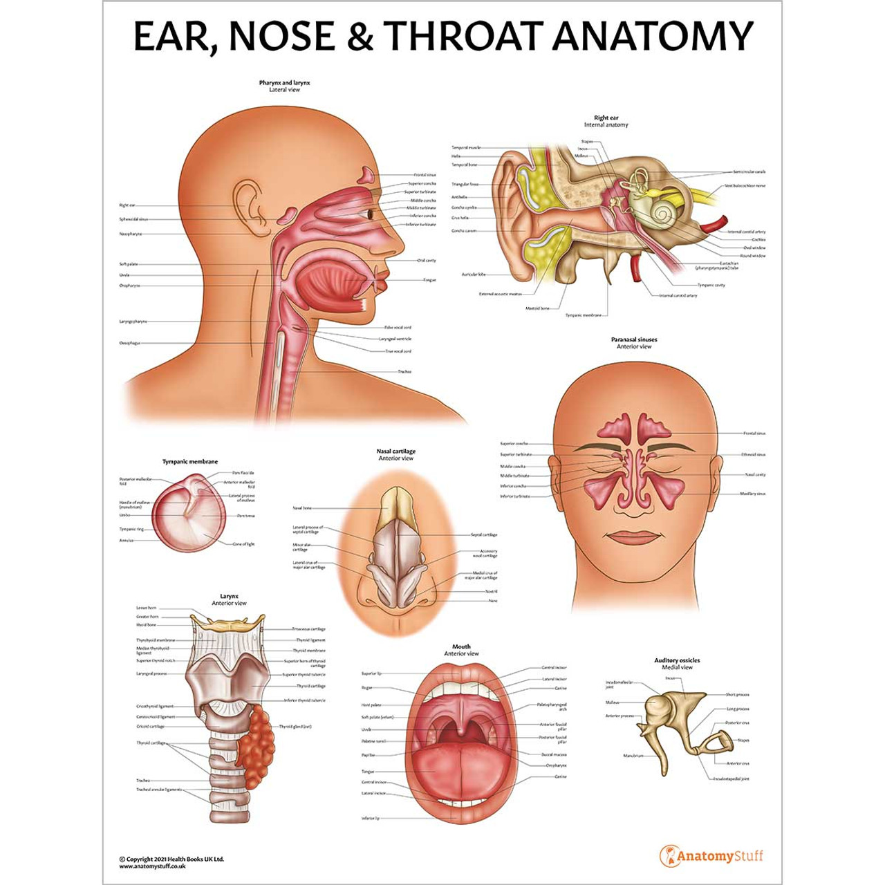 Ear Nose And Throat Anatomy Poster Pharynx Larynx Ent 