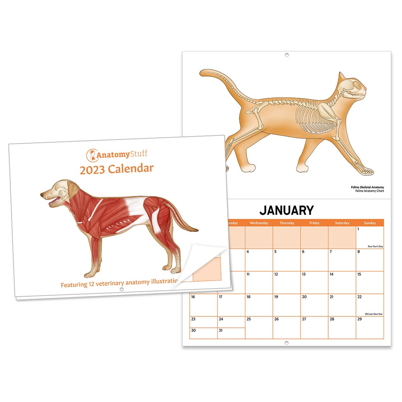 Veterinary Calendar 2023 Animal Anatomy Calendar AnatomyStuff
