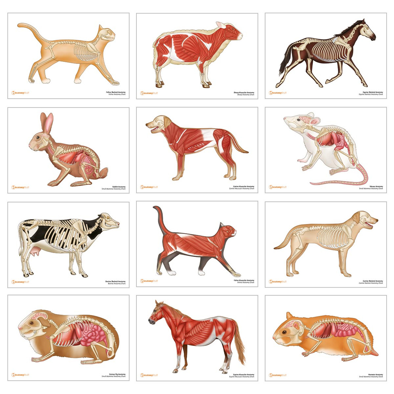 Veterinary Calendar 2023 | Animal Anatomy Calendar | AnatomyStuff