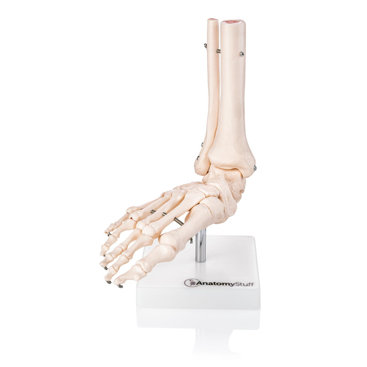 Budget Foot and Ankle Joint Model