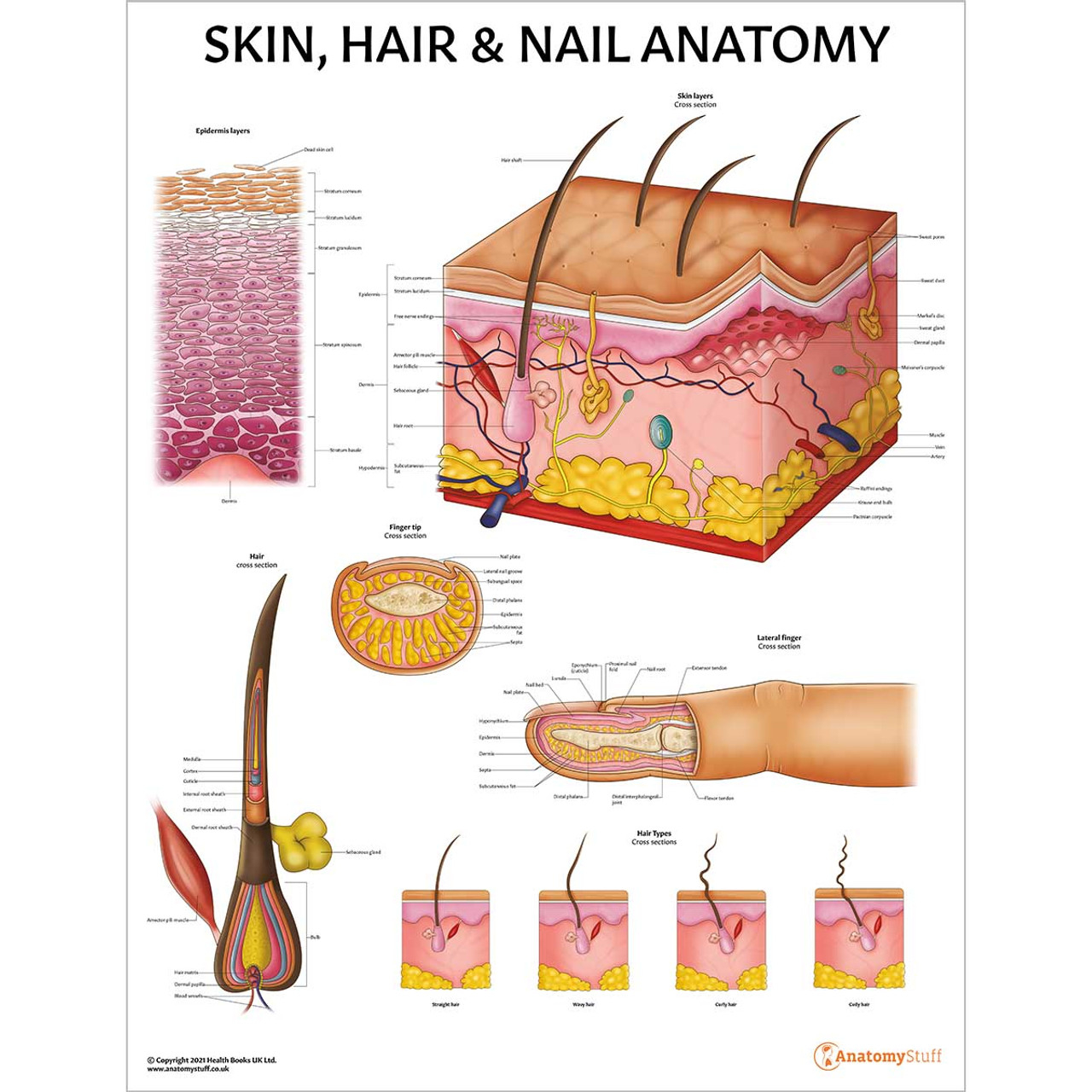 Fingernails | Function, Parts & Structure - Lesson | Study.com