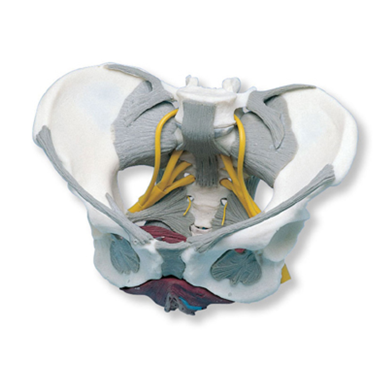 Medical Anatomical Female Pelvis Model with Removable Organs, 6-part, Life  Size : : Health & Personal Care