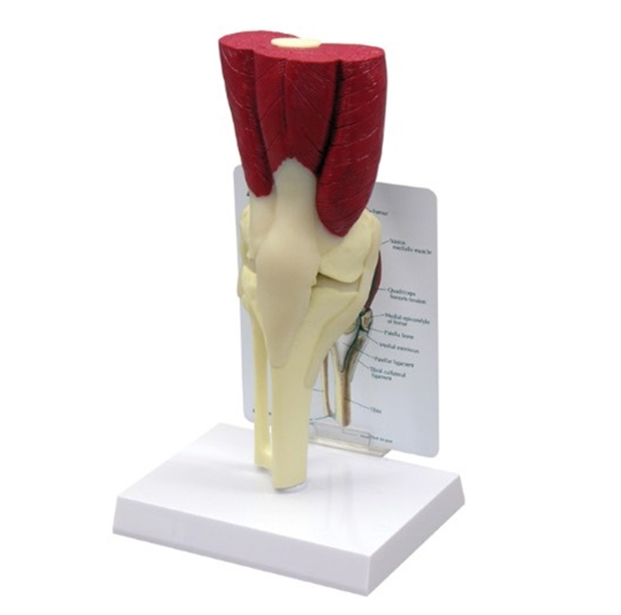 Knee Joint Model with Muscles