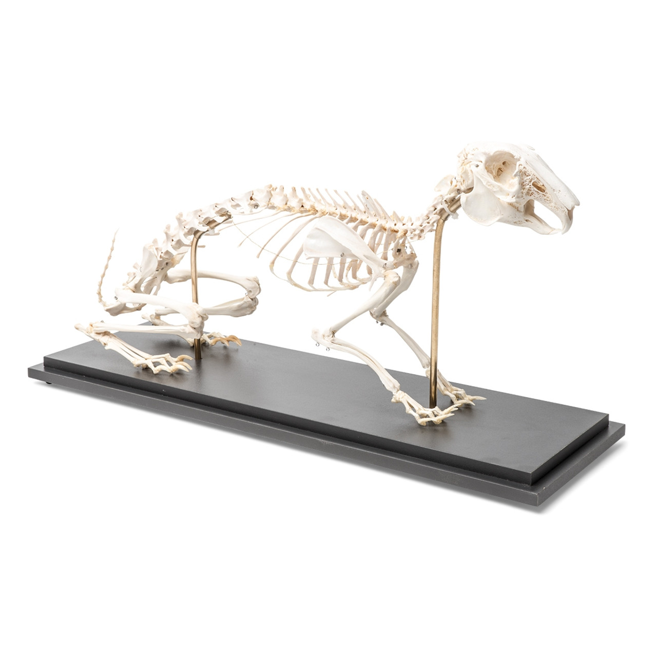 Особенности строения скелета кролика. Скелет кролика. Скелет зайца. Скелет на подставке. Скелет кролика биология.