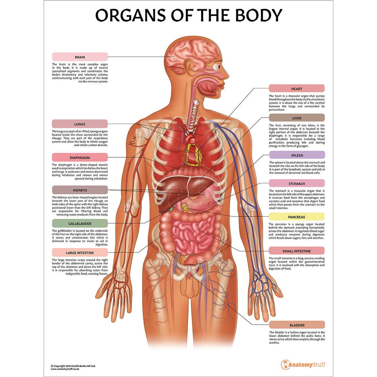 organs of the body