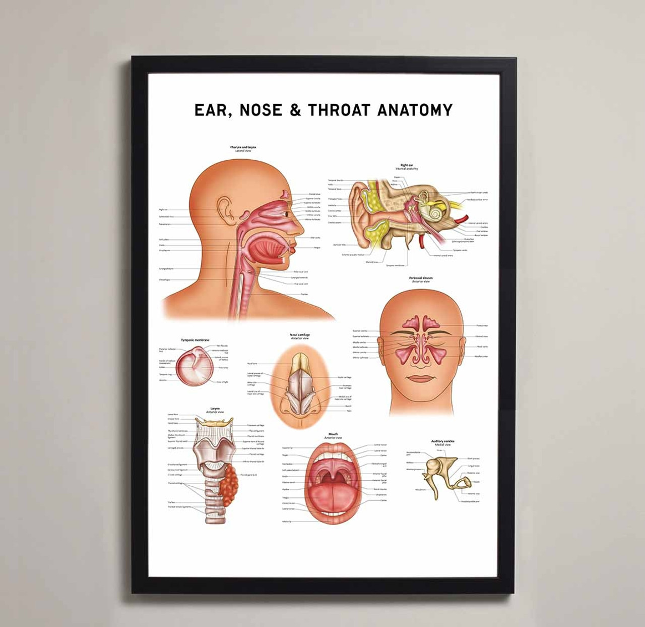 ear and nose anatomy