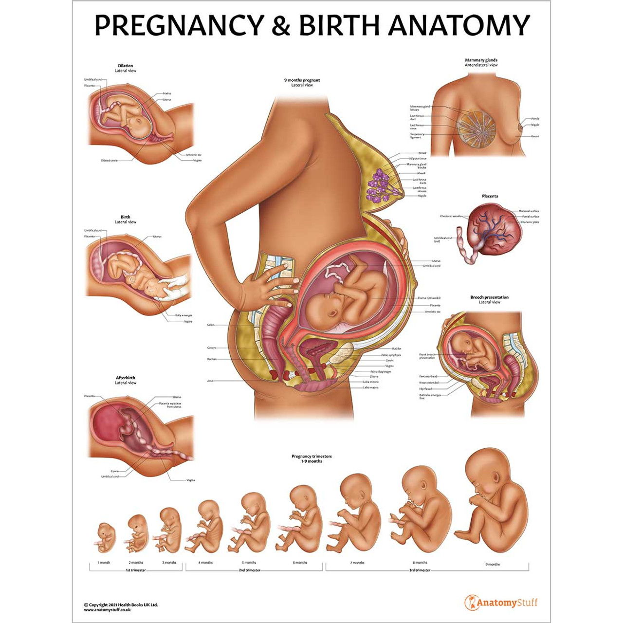 Laminated Female Breast Anatomy Chart / Poster