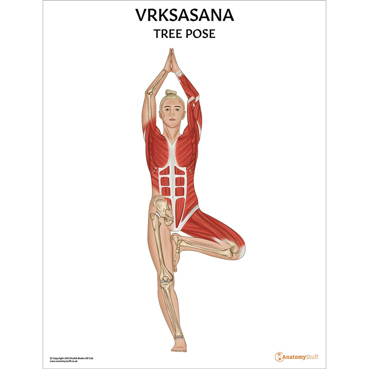 Anatomy of Yoga Poses | Yoga Exercises 3D Illustrations … | Yoga anatomy, Yoga  poses, Anatomy