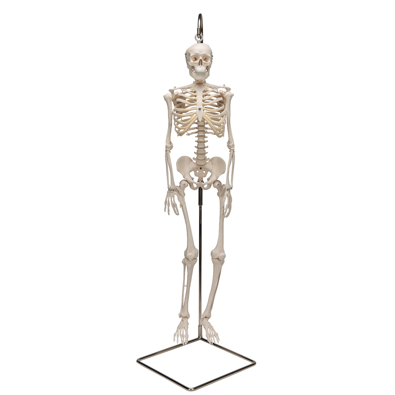 Shorty Mini Skeleton Model on Hanging Stand A18/1 / 1000040 | Half Size ...