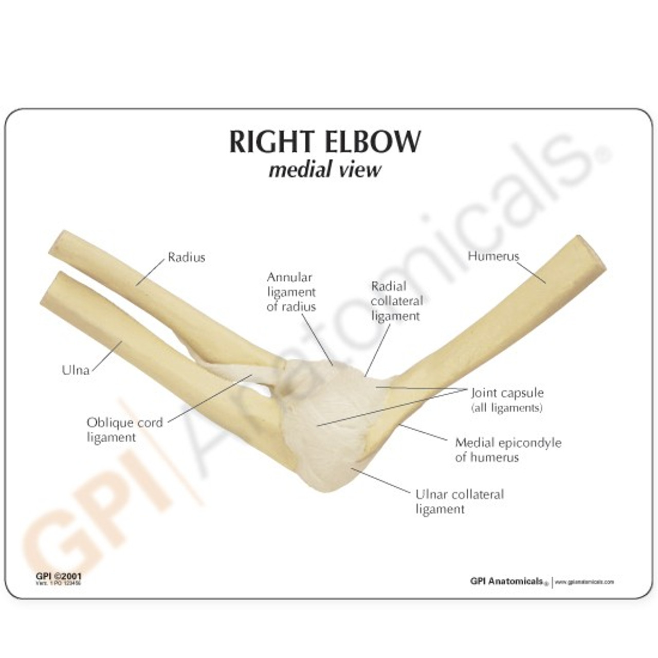 Elbow Joint Anatomy Model 1830 Gpi Anatomicals Elbow Model 