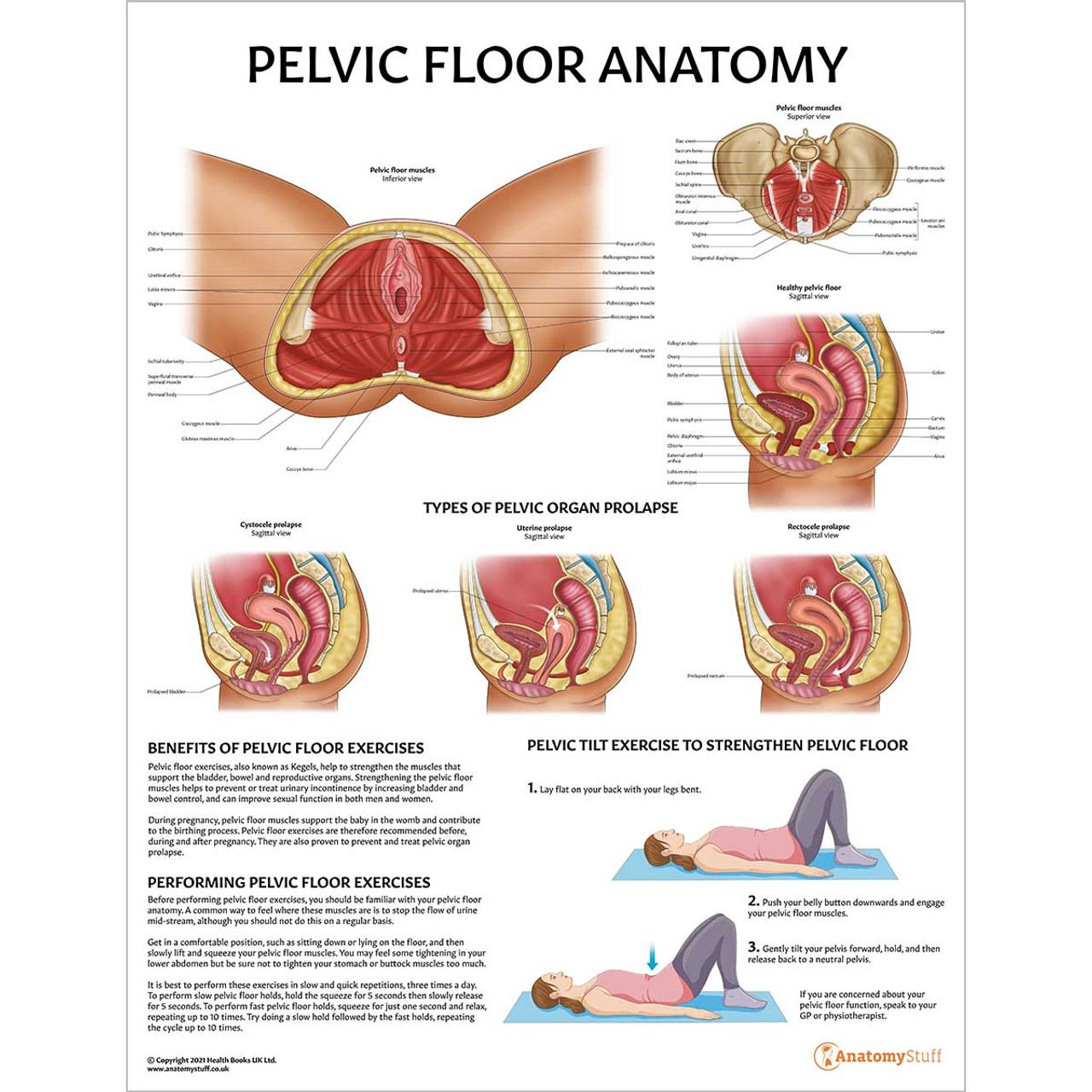 Pelvic Floor Musculature Laminated Anatomy Chart 