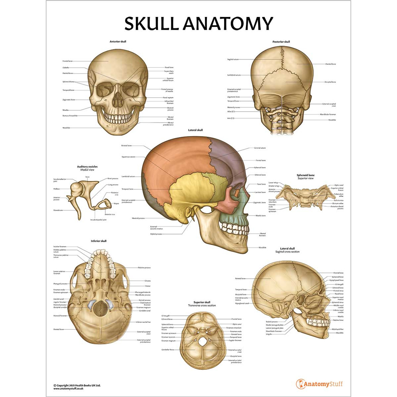 auditory ossicles skull