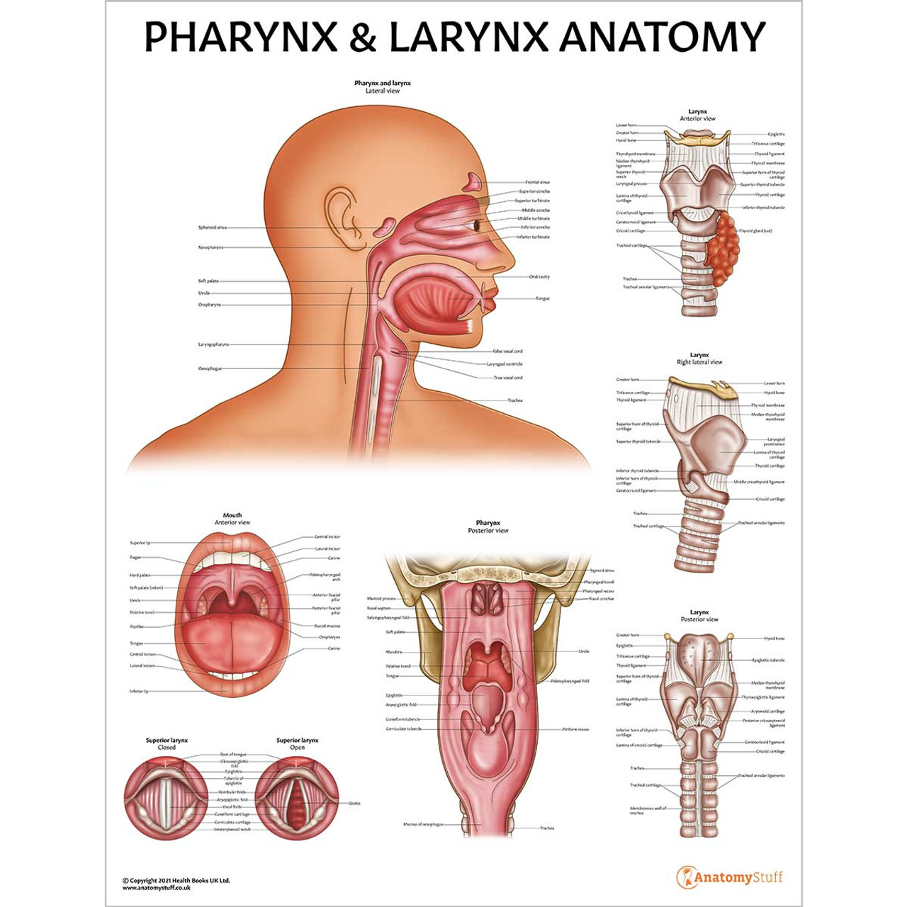 This Diagram Represents Cartilage Of The Larynx, Vintage Line Drawing Or  Engraving Illustration. Royalty Free SVG, Cliparts, Vectors, and Stock  Illustration. Image 133404589.