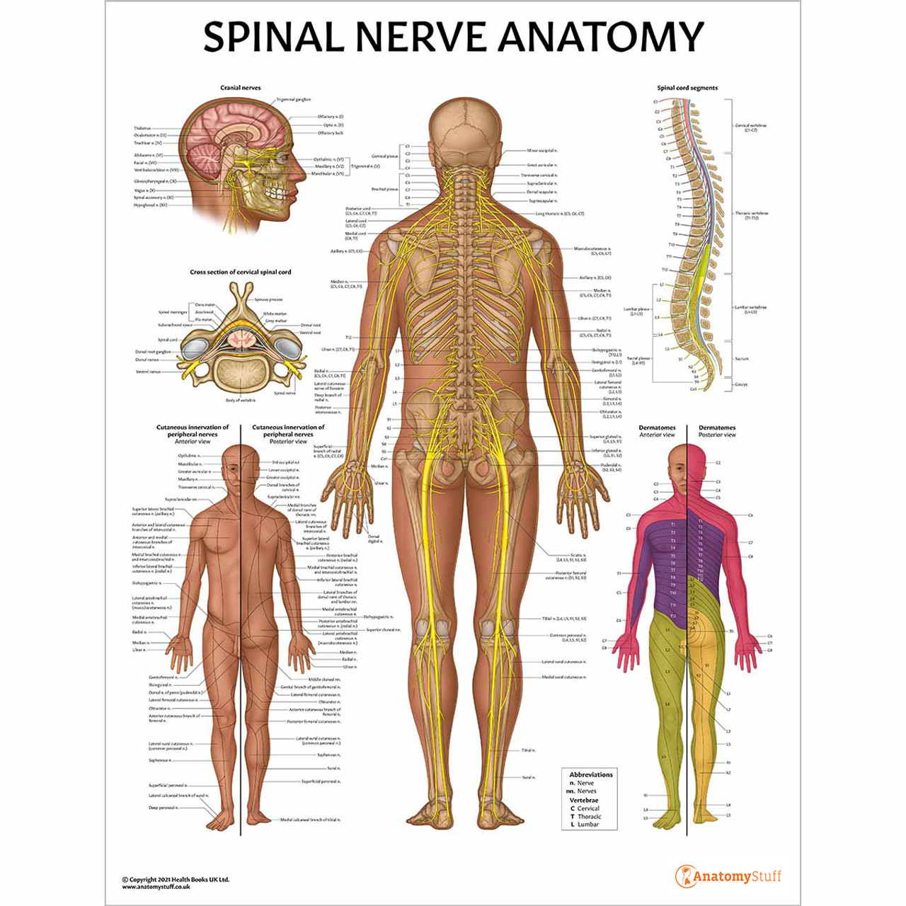 Spinal Nerve Anatomy Poster