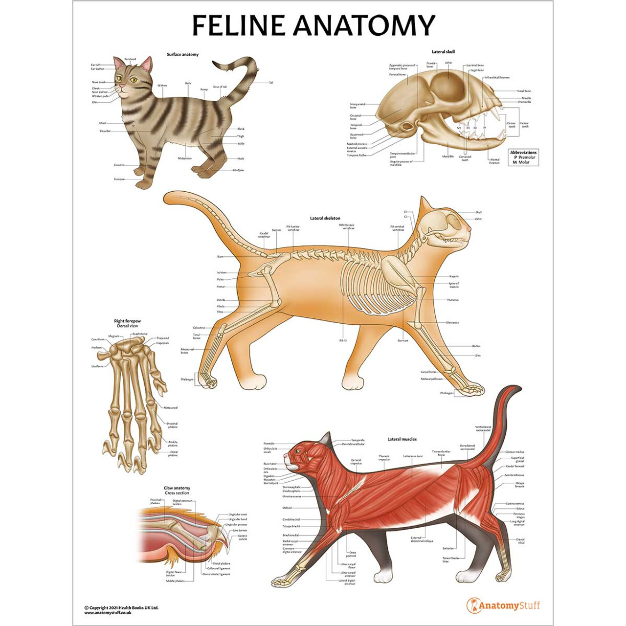 Feline Anatomy Chart Cat Poster Skeleton Muscles Organs