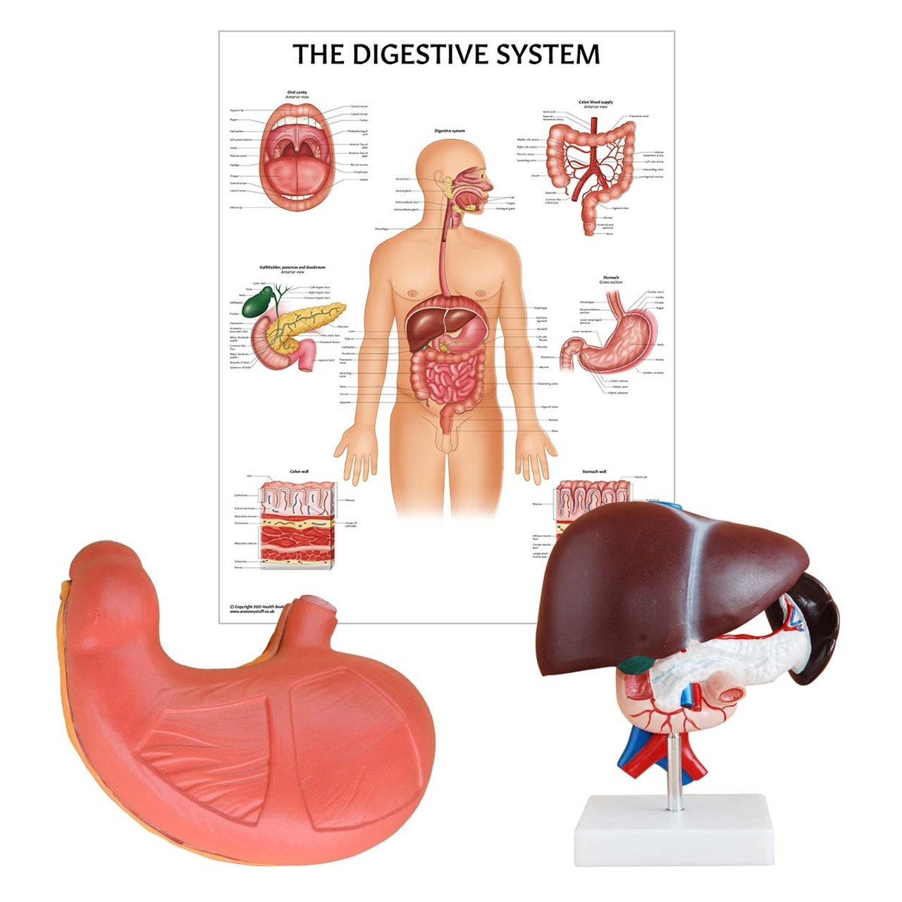 digestive system model for kids