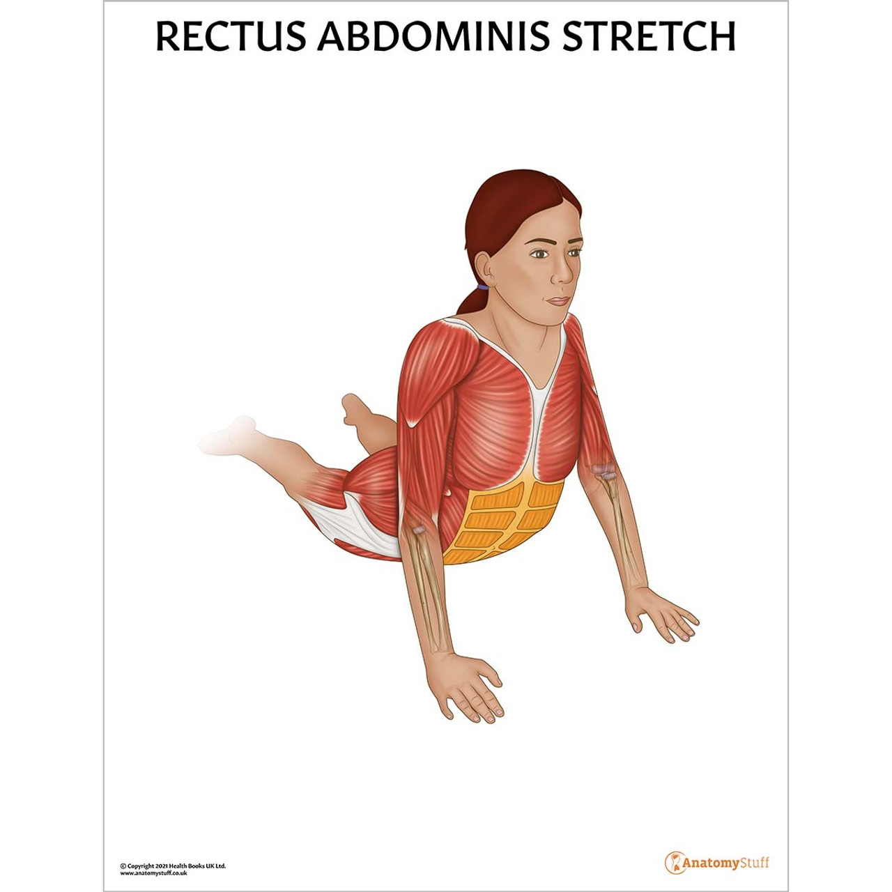 rectus abdominis stretch