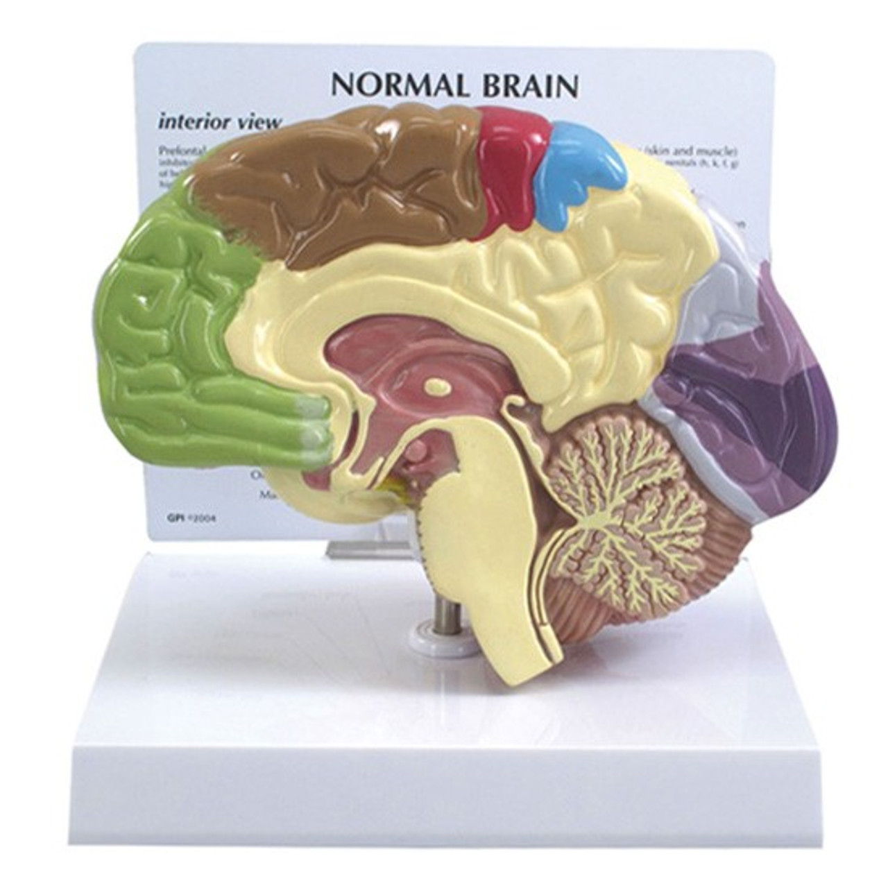 Мозг купить спб. Муляж мозга. Анатомическая модель мозга. Макет головного мозга. Муляж головного мозга человека.