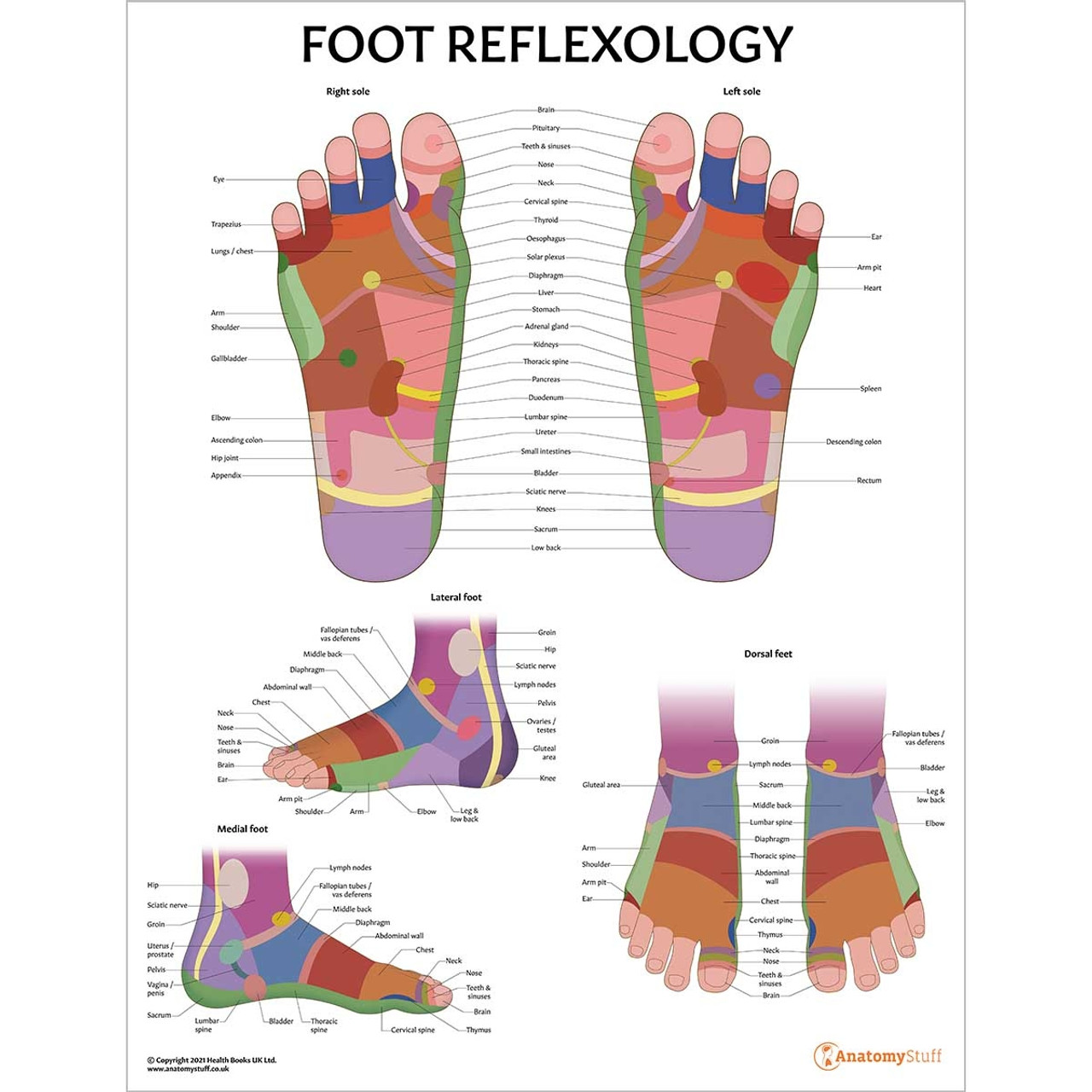 Reflexology right clearance foot