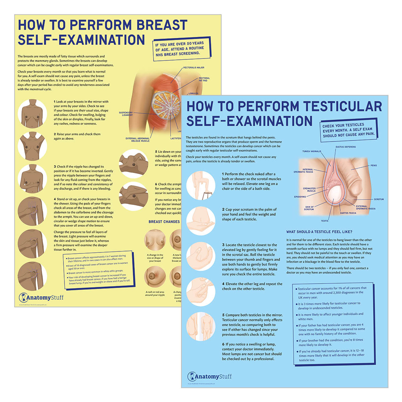 BSE and TSE Poster Set  Breast Testicle Self-Examination Chart