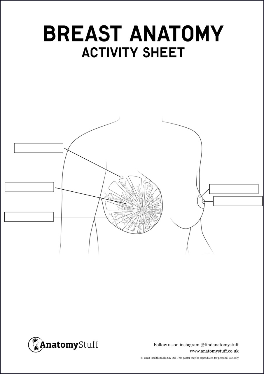 Female breast anatomy infographics Royalty Free Vector Image