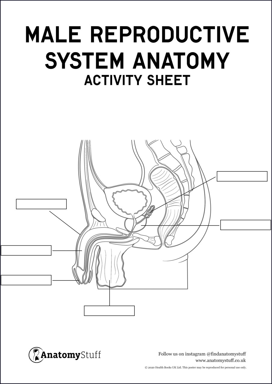 Male Reproductive System Anatomy Activity Sheet Pdf 2893