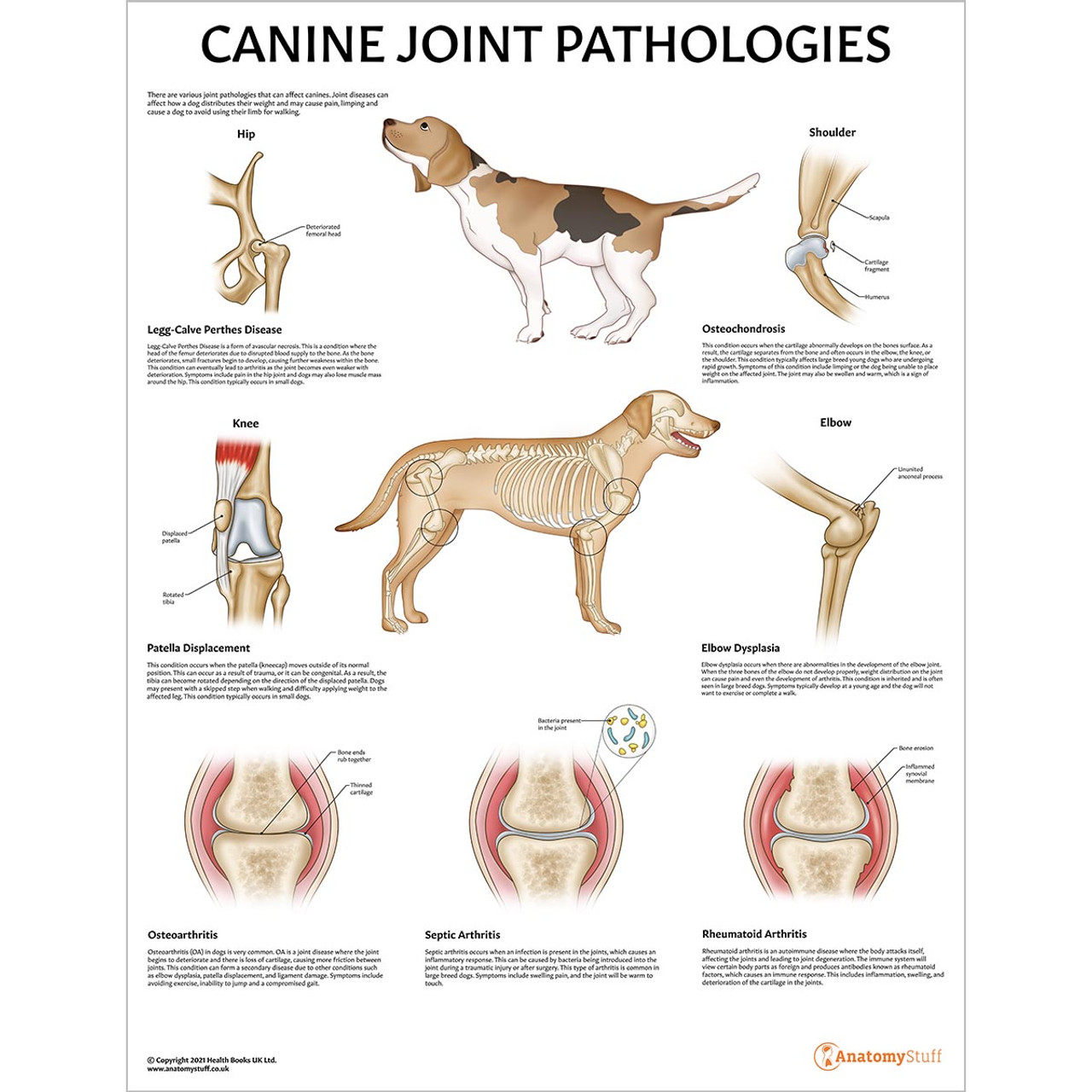 Dog　Knee　Shoulder　Chart　Canine　Poster　Joint　Pathologies　Elbow　Pathology