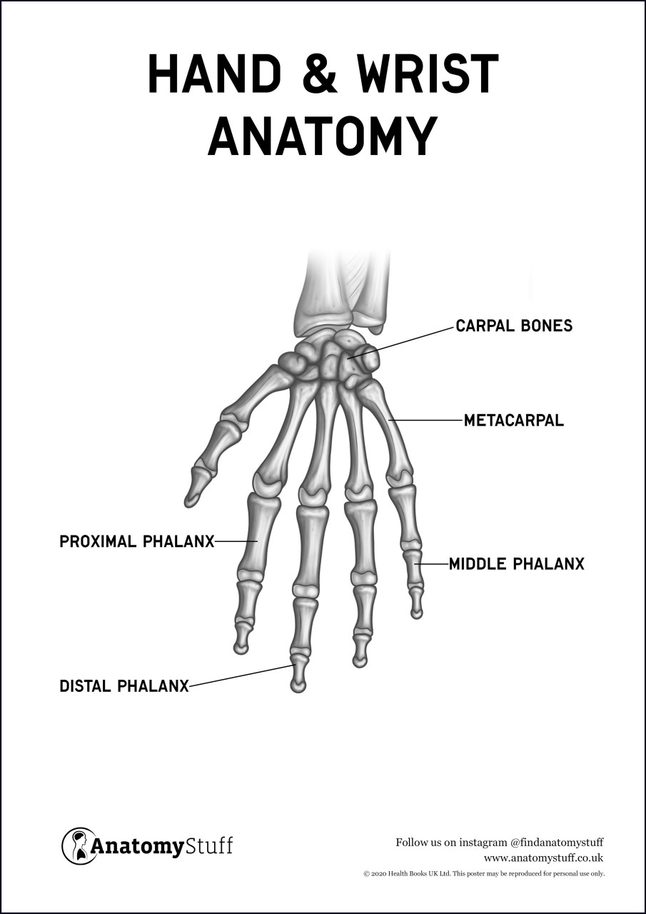 Hand & Wrist Anatomy Poster PDF