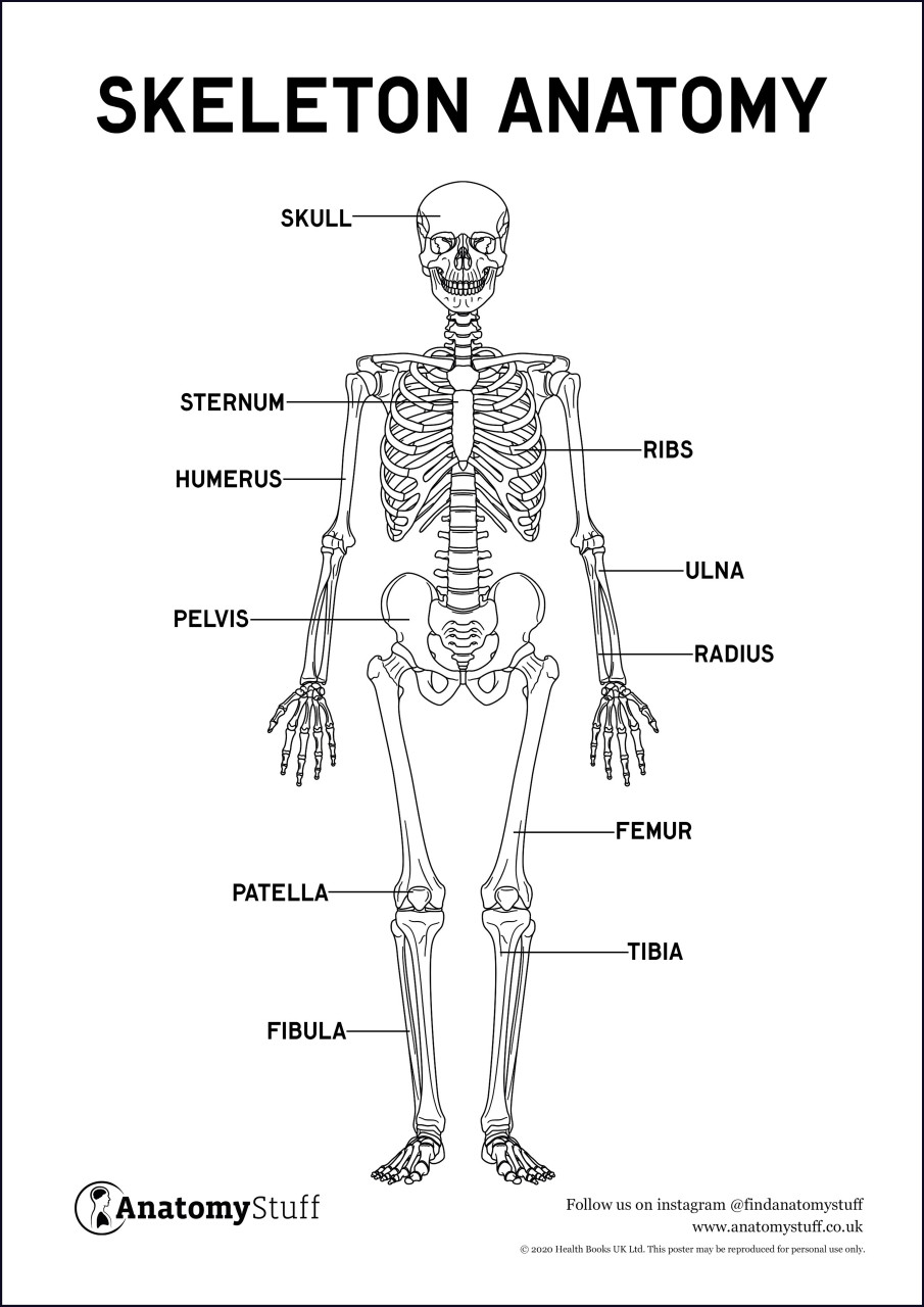 skeleton-anatomy-poster-pdf