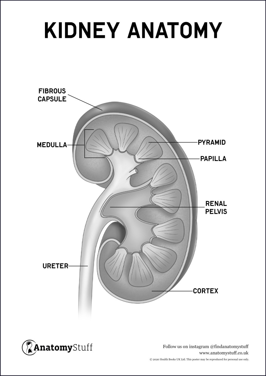 DRAW IT NEAT: How to draw Human kidneys