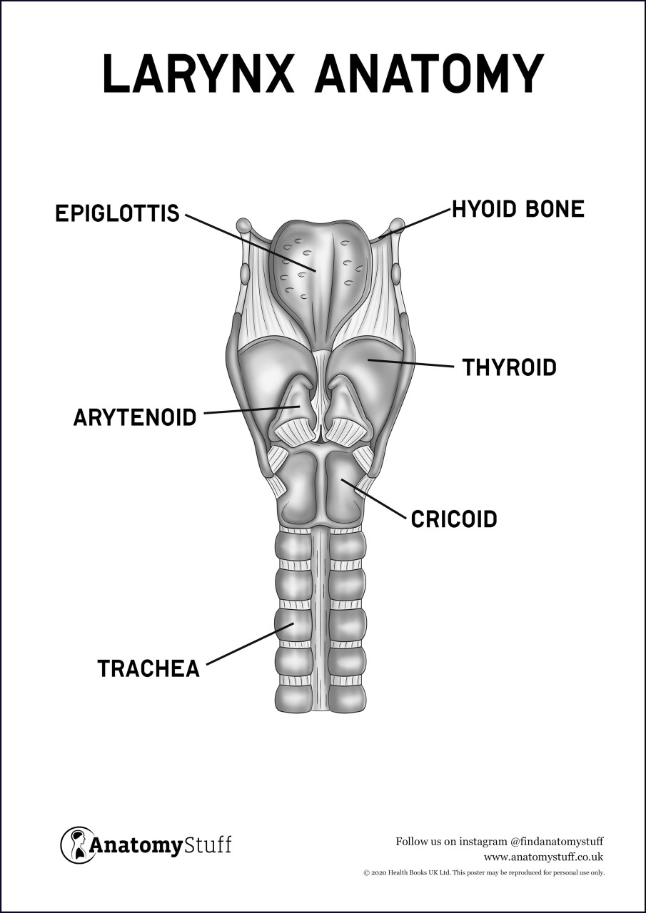 Larynx | ClipArt ETC