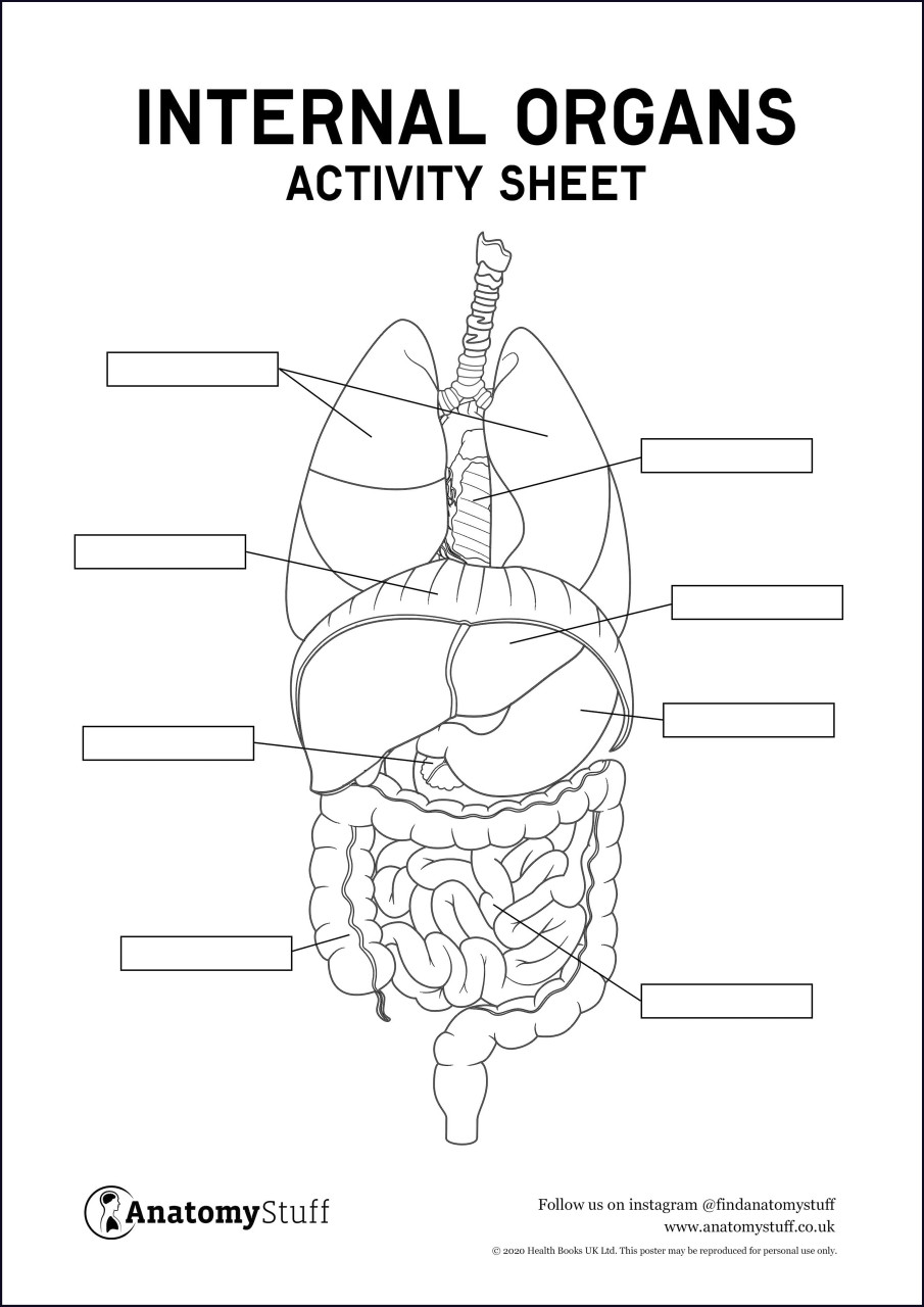 Human body illustration simple organs Cut Out Stock Images & Pictures -  Alamy