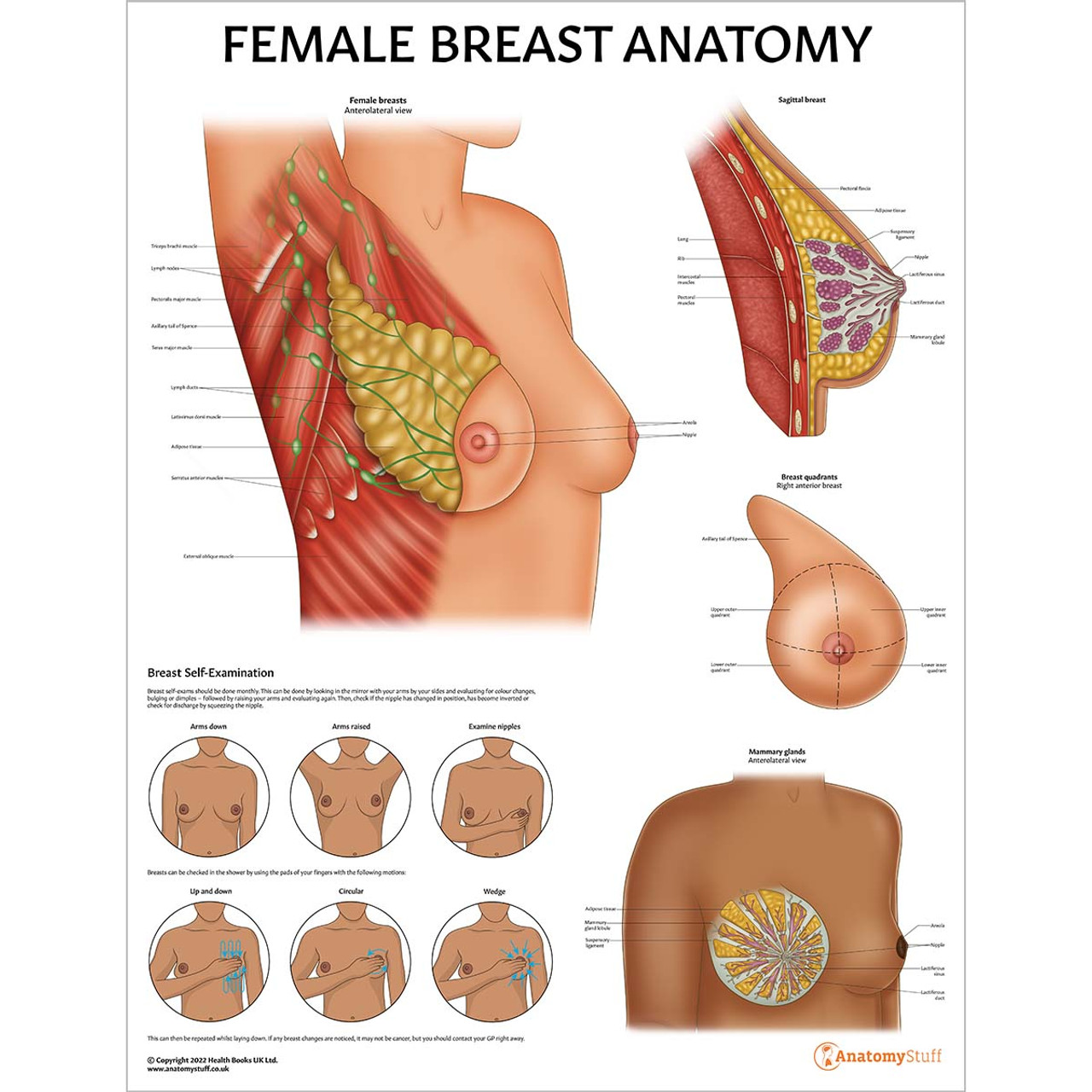 Schematic diagram showing the anatomy of the breast.