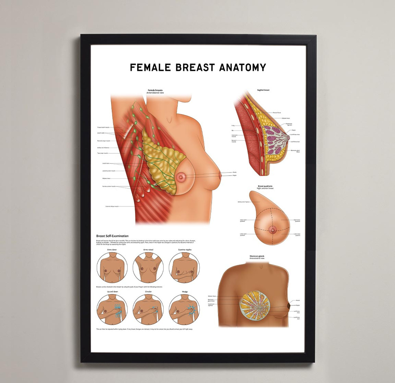 Poster Female breast sketch for your design 