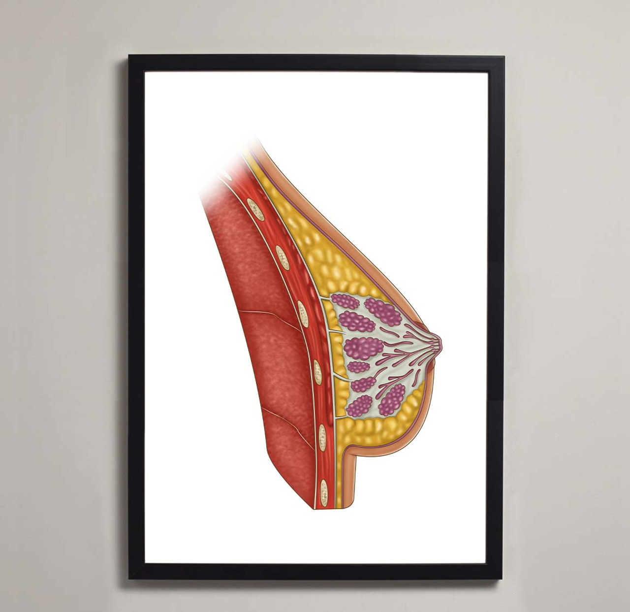 Female Breast Anatomy Fine Art Illustration Print