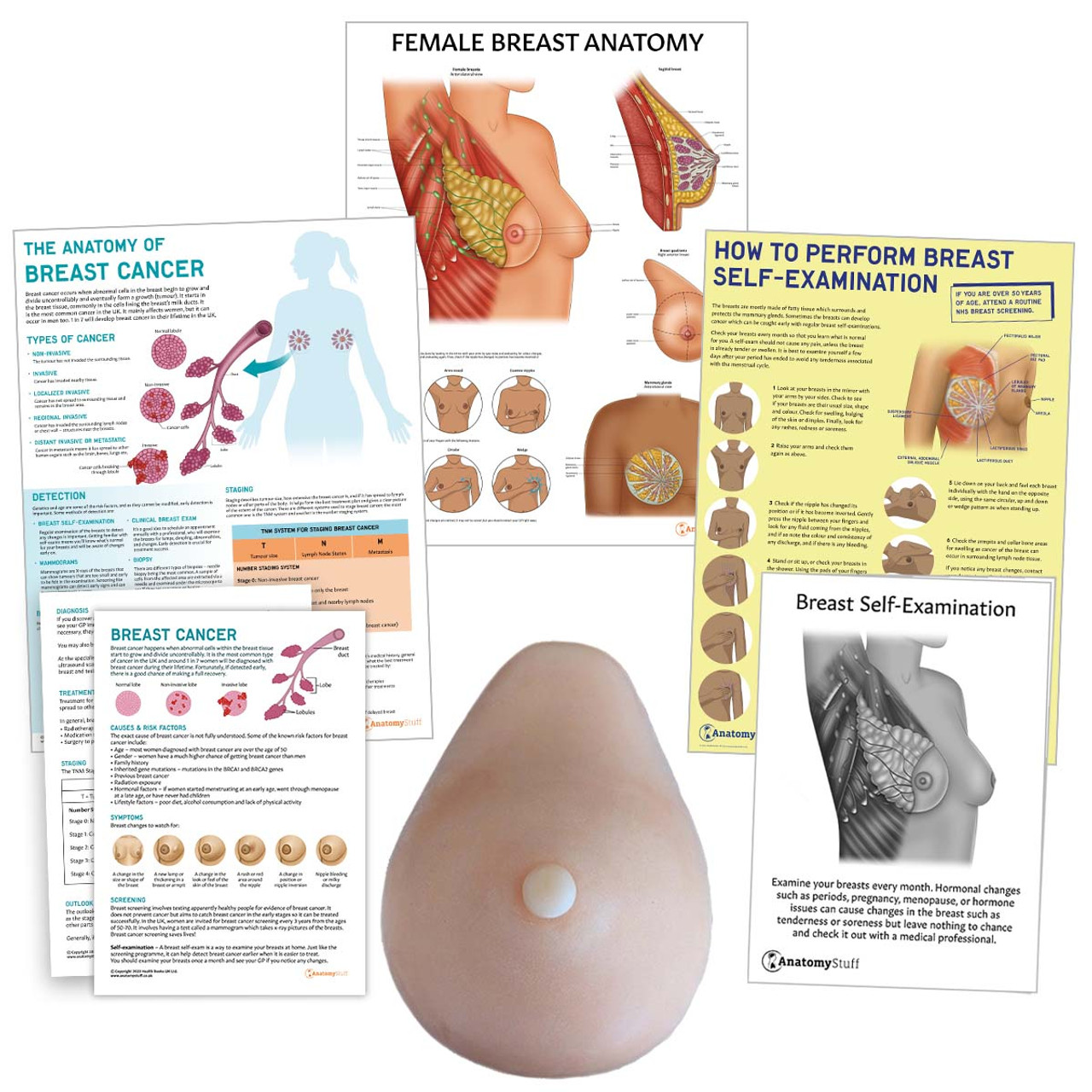 female breast anatomy and physiology