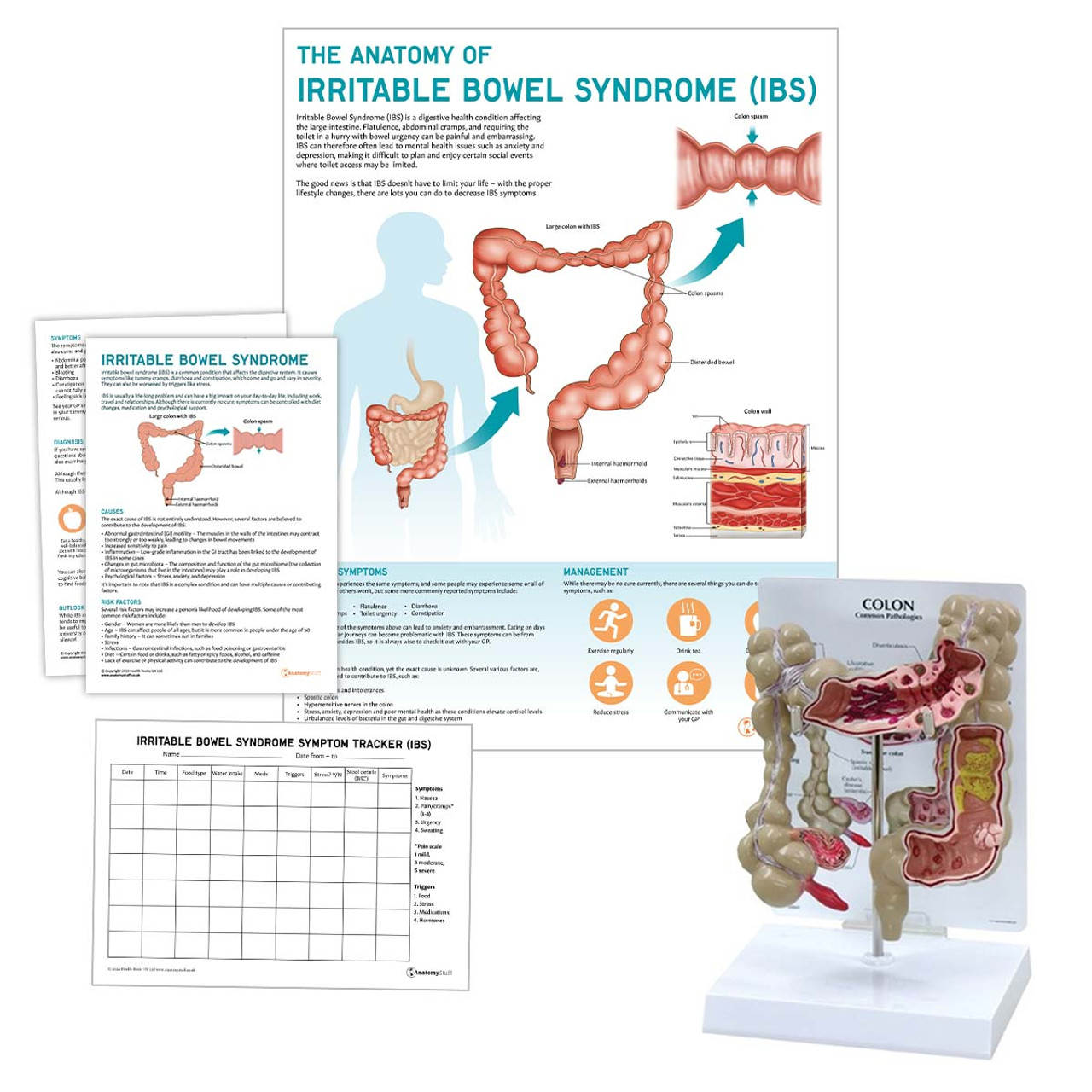 Irritable Bowel Syndrome Collection | IBS Charts & Models Set