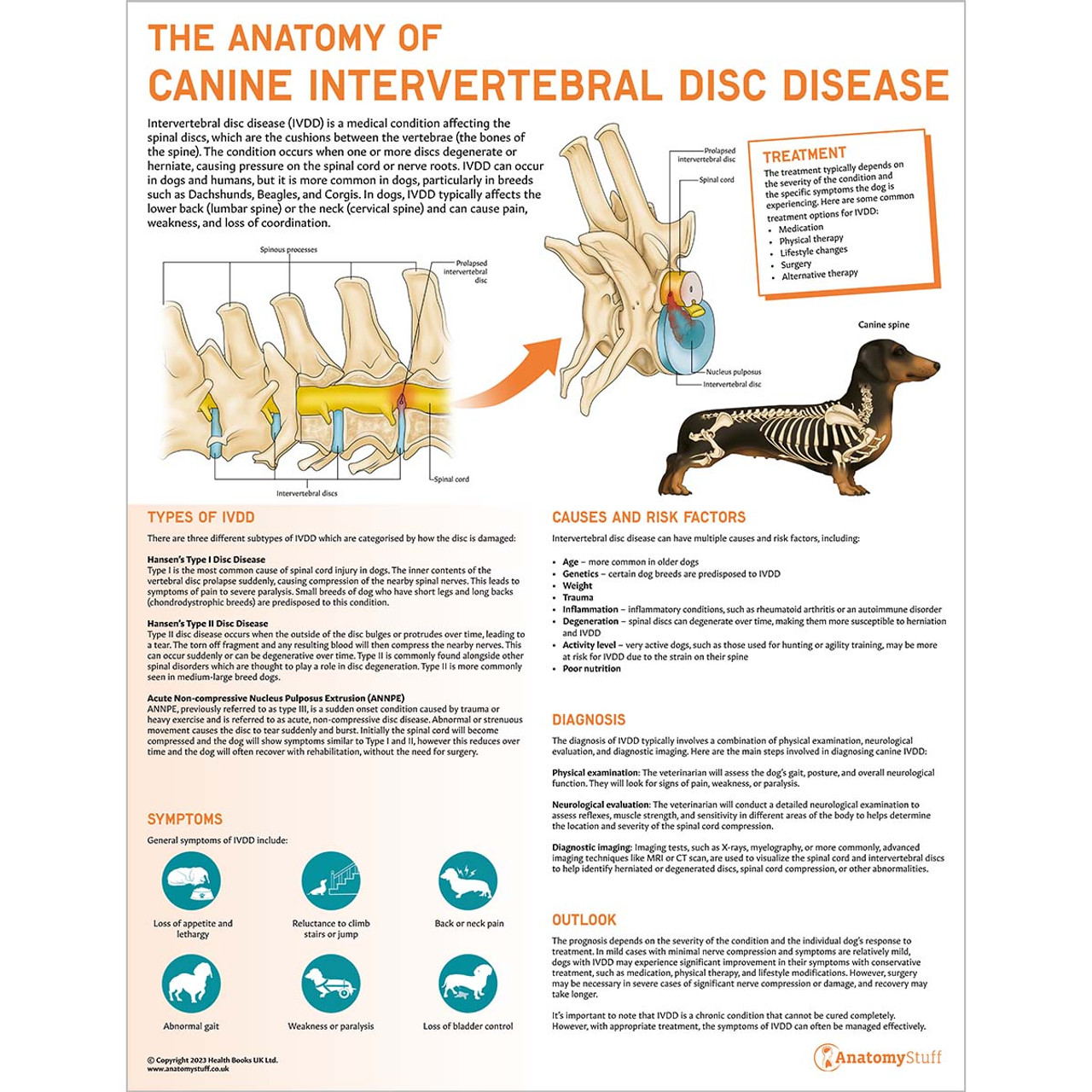 The Anatomy of Canine Intervertebral Disc Disease Chart/Poster Laminated