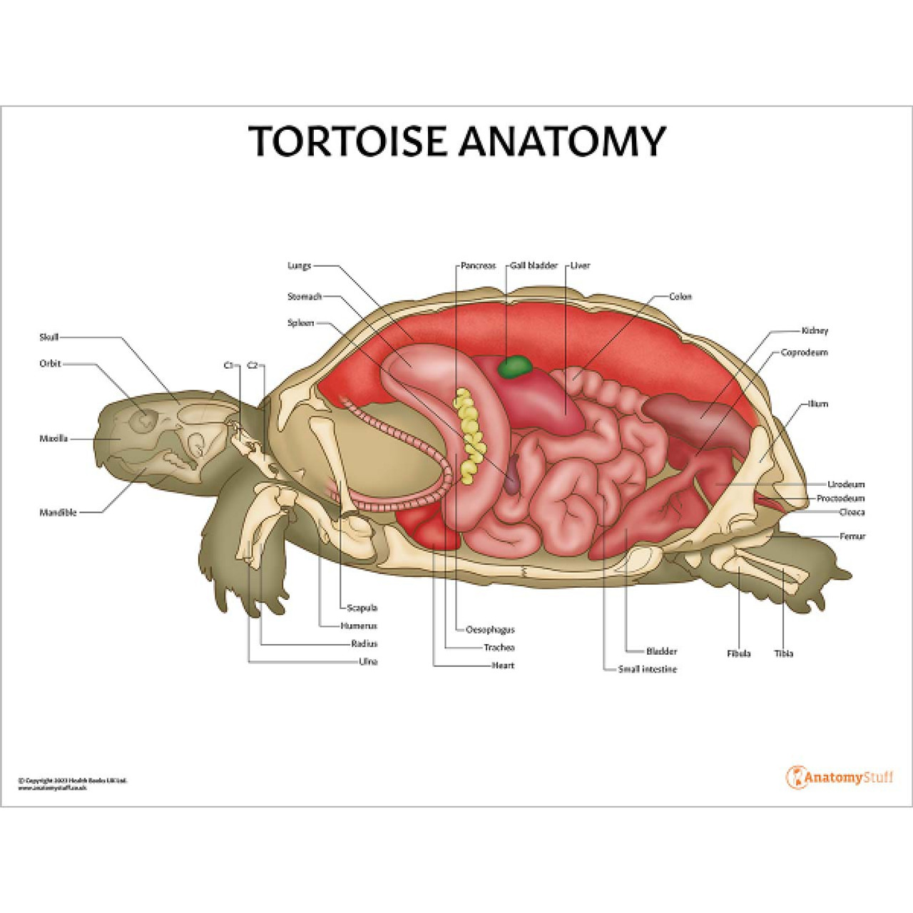 Tortoise Anatomy Poster | Bones Organs Exotic Pets