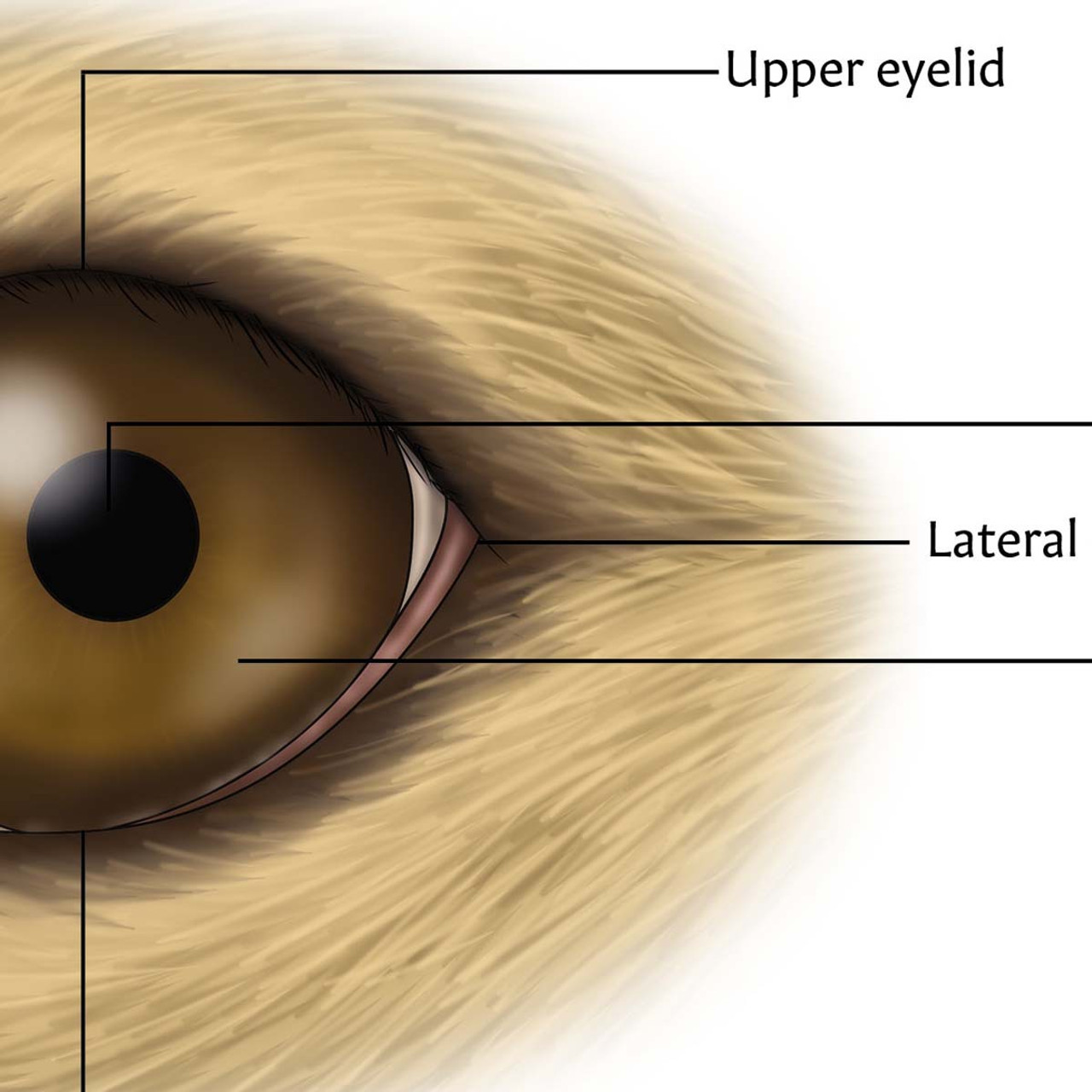 The Anatomy of The Canine Eye Chart/Poster Laminated