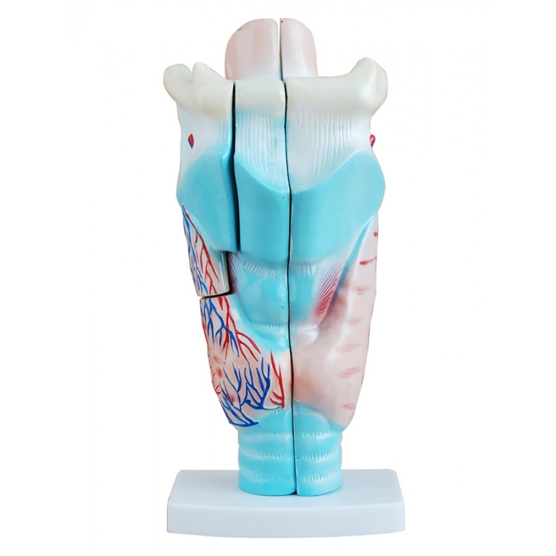 Ent Anatomy Collection Ear Nose Throat Chart Models 
