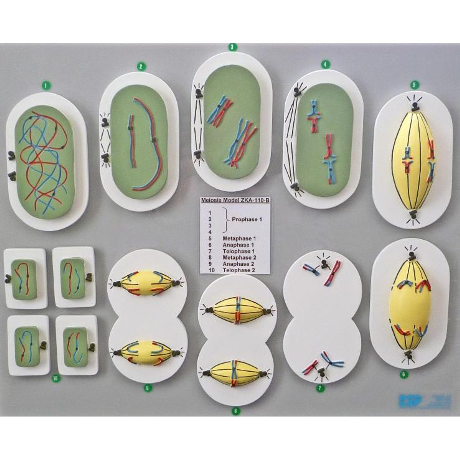 Meiosis Reduction Division Model 110b Cell Biology Esp Models