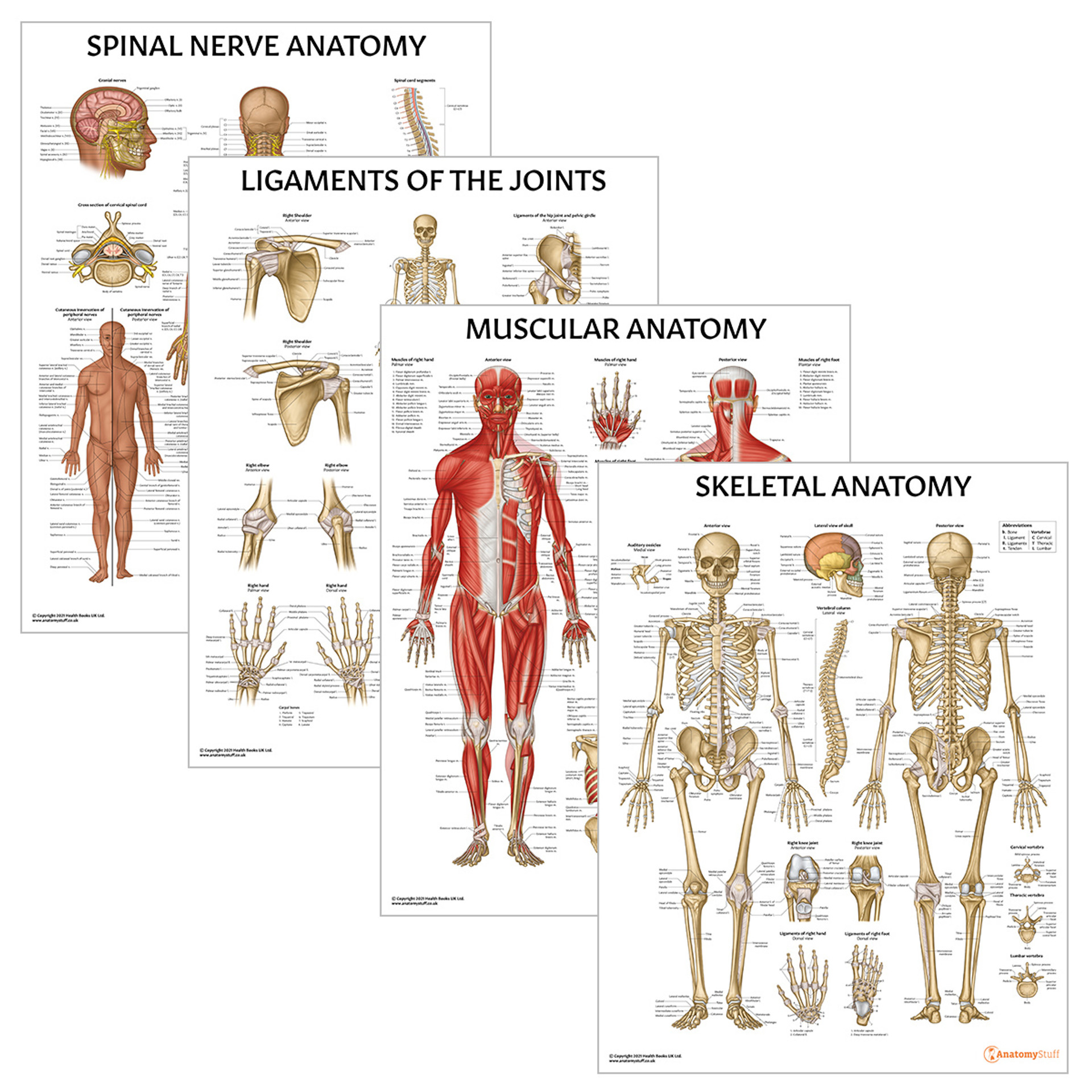Anatomy Poster Bundle Laminated | Muscular Skeletal Ligaments Spinal Nerves