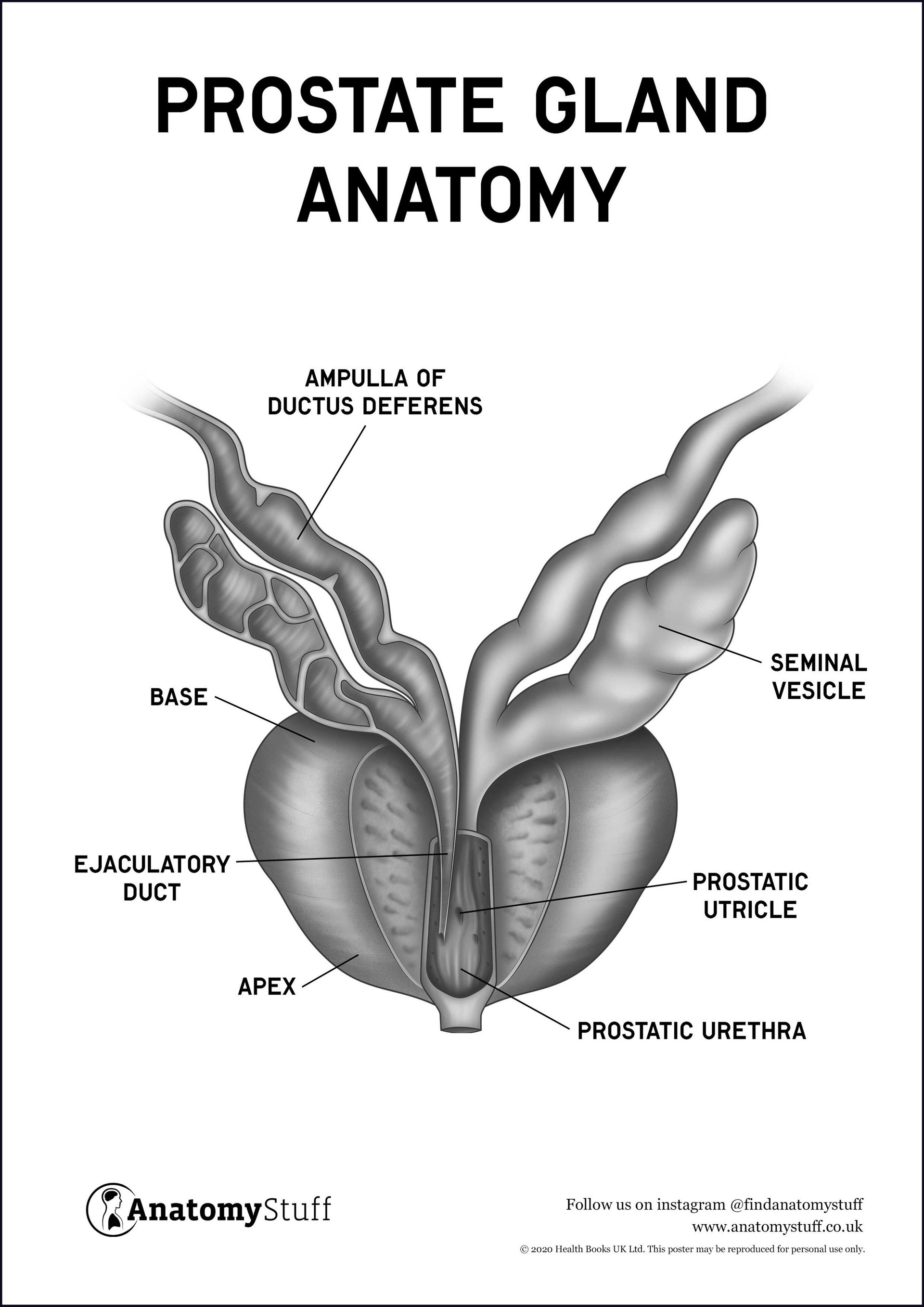 Prostate Gland Anatomy Poster Pdf 6985